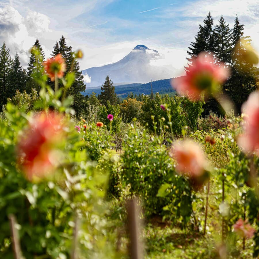 A scenic view of distant mountains framed by colorful blooming flowers in the foreground.