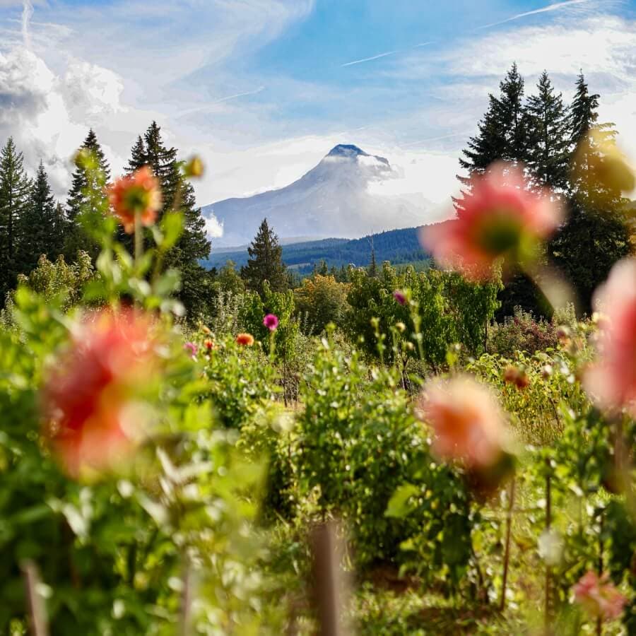 A vibrant floral field in the foreground with a majestic mountain in the background under a partly cloudy sky.