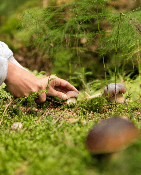 A person gently picks a mushroom from a forest floor covered in moss.